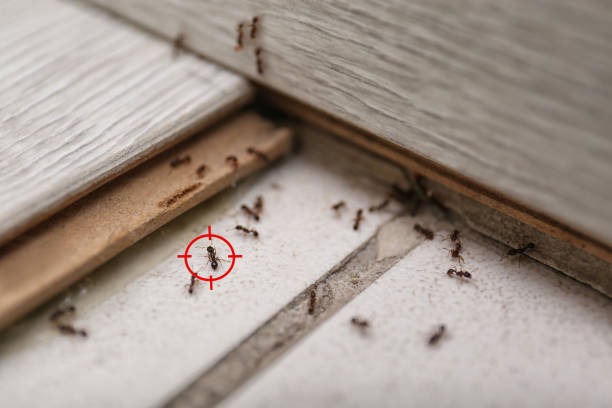 Best Termite Control Services  in Volga, SD